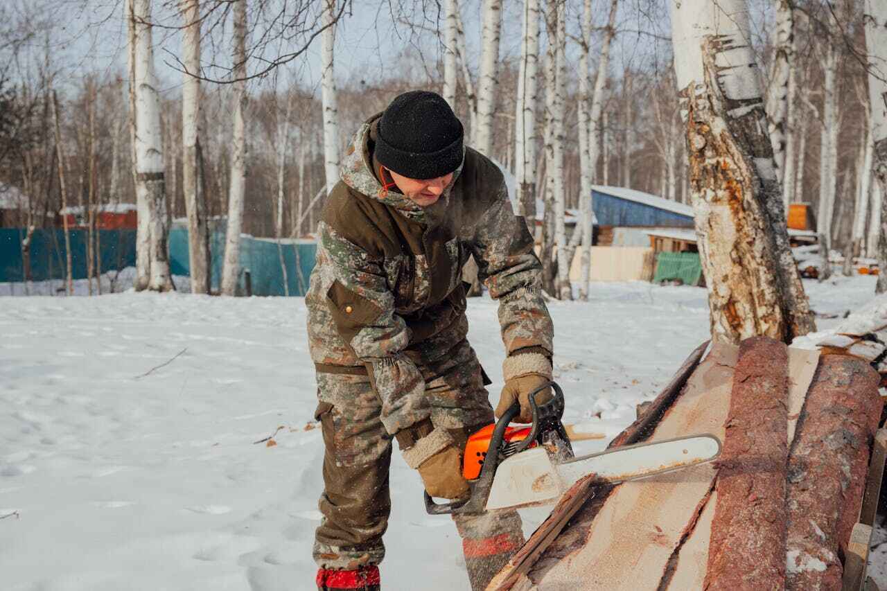 Tree Root Removal in Bayfield, CO